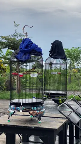 Jan damai😋🤩 #sogon #sogonmania #sogonmaniaindonesia 