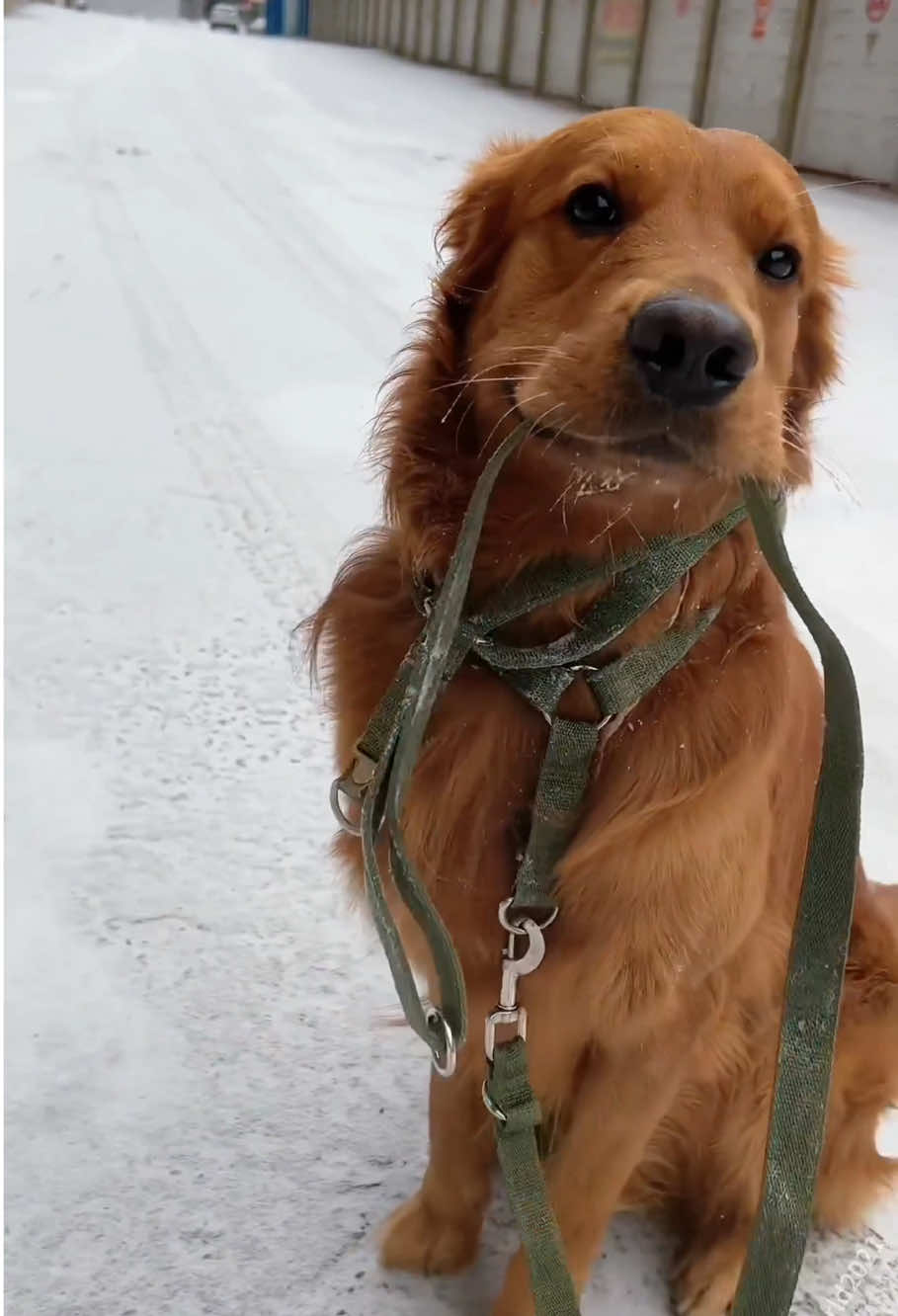 Golden Retriever experiencing snow for the first time#dog #goldenretriever #funny #funnydog #fyp 
