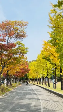 🍁 Thu hàn quốc 🍂