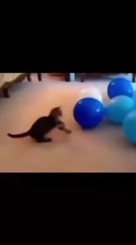 Did I deceive you? #ppppppppppppppp #dudhdhhd #hggkbow #cate 