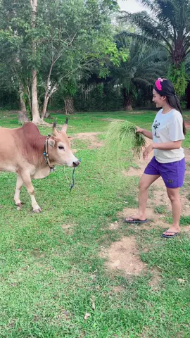 ให้หญ้าวัว  🌱#วัวชน  #วิถีเด็กใต้  #เด็กใต้  