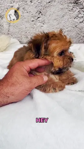 Say hello to Kona, the F1 Morkie girl with a heart as warm as her name! 🐾☕ Sweet, spunky, and hypoallergenic, Kona is the perfect little companion for cozy cuddles, playful moments, and endless love. With her silky coat, curious eyes, and charming personality, she’s guaranteed to steal your heart and brighten every day — one tail wag at a time. 🐶✨ Comes with: ✅ Direct Home Delivery ✅ 24/7 Lifetime Vet Support ✅ Microchip & Health Certificate ✅ 3–Year Health Plan (extendable to 10 years) Now available at Central Park Puppies, where happy tails begin. 🐾 Please check our website for availability: www.centralpups.com #F1Morkie #MorkiePuppy #YorkieMix #AvailablePuppy #PuppyLove #SmallBreedDog #HypoallergenicDog #CentralParkPuppies #PuppyDelivery #SmallBreedPuppy #PuppyAdoption #DogsOfInstagram #PuppyLife #NYCPuppies