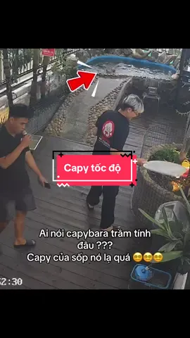 Ko bít khách cho mấy ẻm ăn j mà nay lạ thế 😭 #cherrypetcoffee #cafethucung #cafethucungsaigon #capybara 