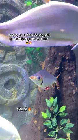 Nhấm làm lại cái miệng của idol cá thuỷ cung phú quốc không??? #GreenCreator #VinWonders #dulich 