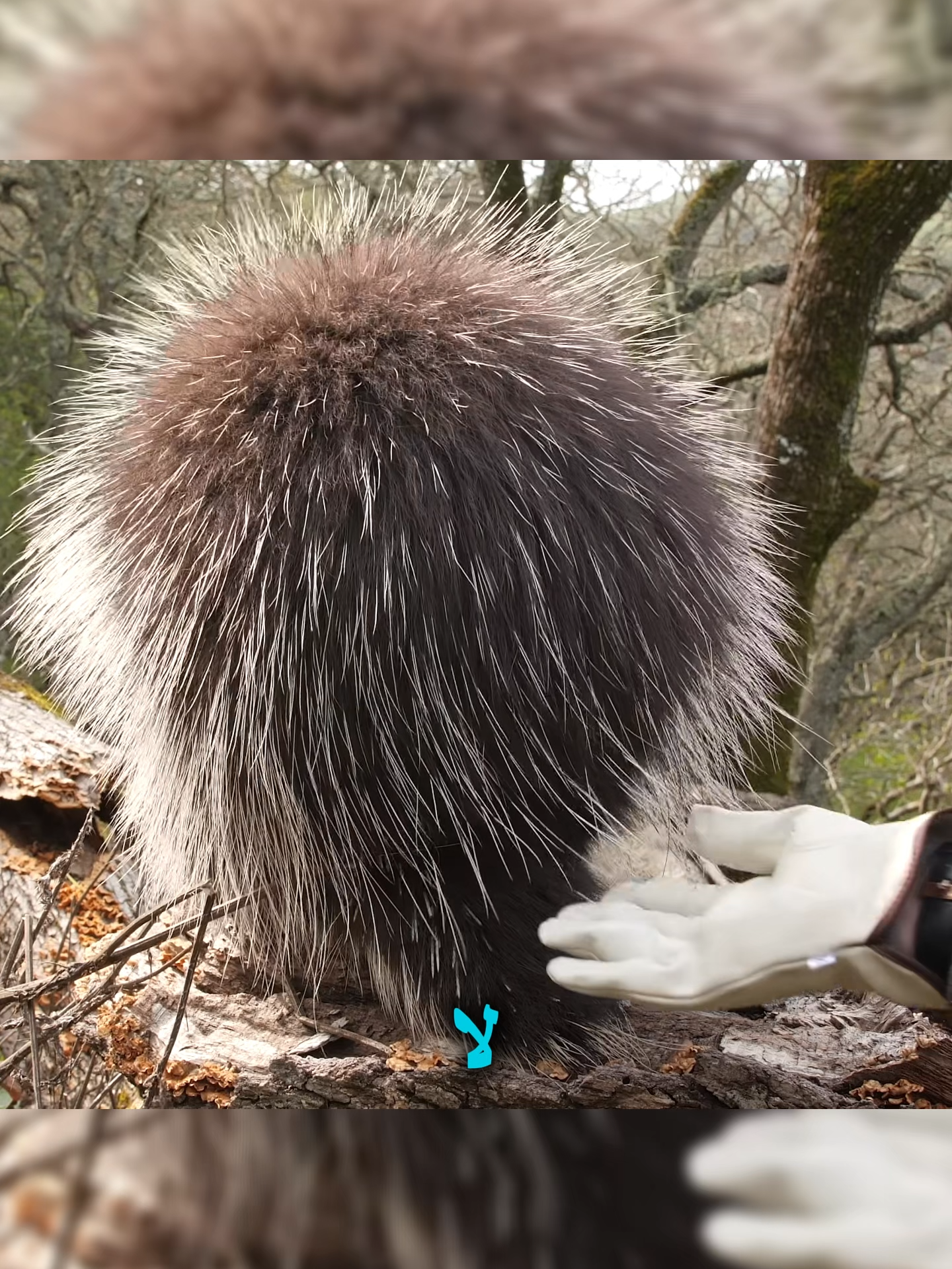 لماذا تُطلق حيوانات النّيص (الشيهم) أشواكها؟ #النيص #حيوانات #معلومات_صادمة #حقائق #معلومة #shorts #علم