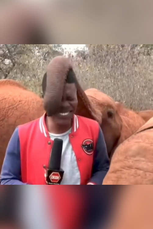 Funny baby elephant😊#elephant #animals #funny #funnyvideos #usa 