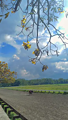 #CapCut Prince Of Sumba 🐴 NN CINDY STB #pacukuda #indonesia #jawatimur #fyppppppppppppppppppppppp 