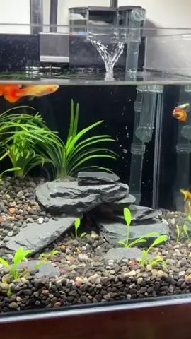 #nhacanho🐠 #trending #viral #thinhhanh #thuysinh 