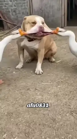 #粉丝一千万 #dog #funny #foryou #fypシ゚ 