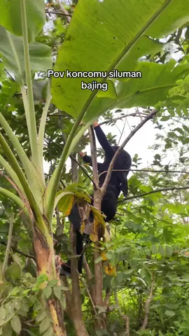 Normal day #tulungagung24jam #bajinglocat #fyp 