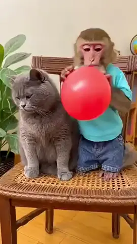 Kucing & Monyet 😀 #binatanglucu #humor #komedi #justforfun😂😂 #candabinatang😂 