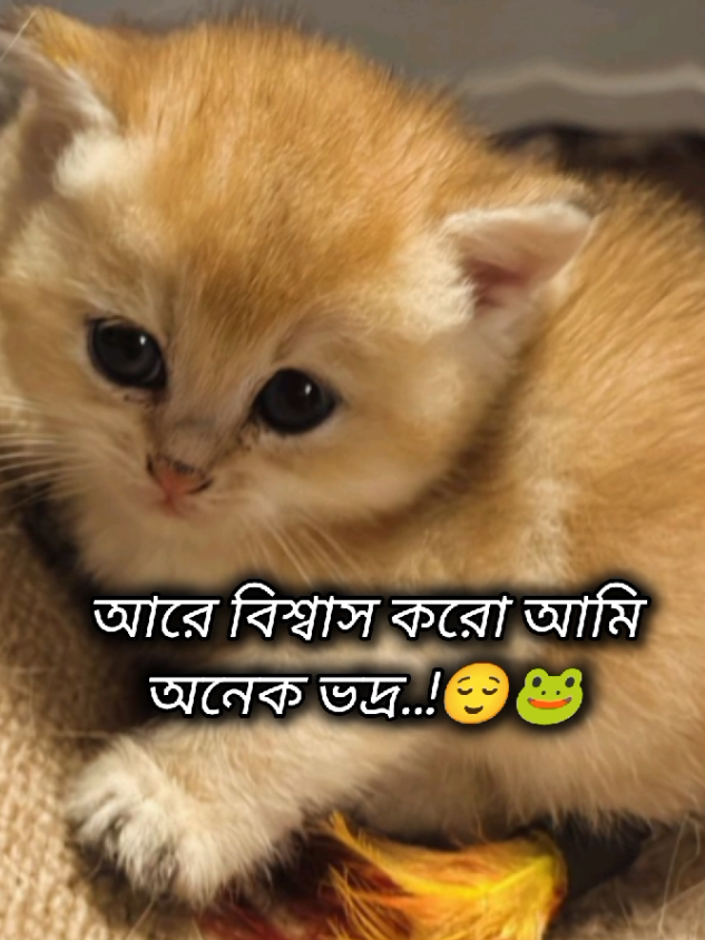 আরে বিশ্বাস করো আমি অনেক ভদ্র..!😌🐸 শুধু তোমাকে দেখলে রৌমানটিক হয়ে যাই..!🙈☺️🐸 #foryou #tiktok #viraltiktok #cat #cuteবিড়াল 