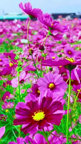 #秋のコスモス美しい景色  三重東員町のコスモス#Beautiful  Scenery In Mie Japan 