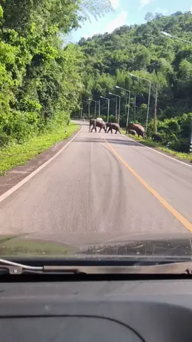 ขบวนช้างเขาใหญ่