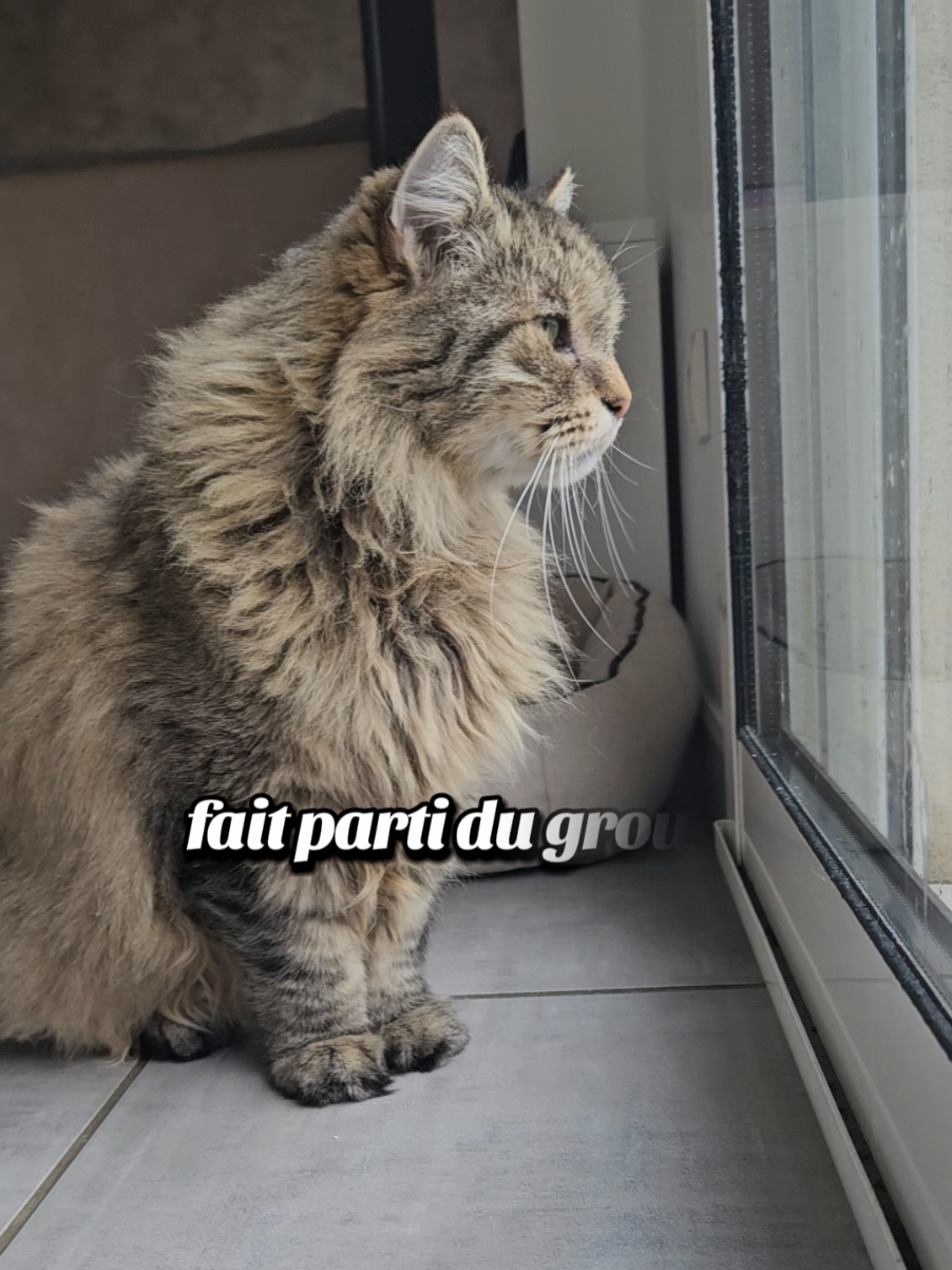 Group 7 Cat Chekpoint 😻💪🏻 #Group7 #catoftiktok #sophiajames #fyp #pourtoii 