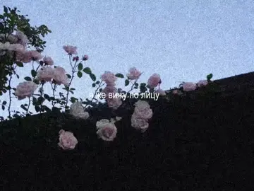 голубые глаза становятся красными #аленашвец #соперница #песня #рекомендации #fyp 