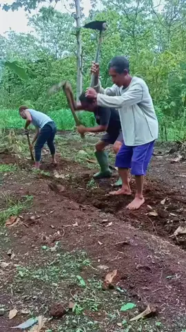 Sopo Yo an sek rarak muring nek ngene Iki...nyambut gawe bareng kok...GOR dok teng celelek... #welcomGunungkidul #petanibentil #vod #fyppp 