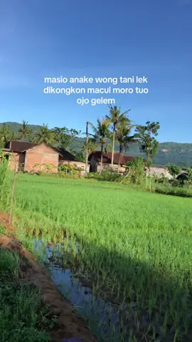 timbangane dicekel polisi 