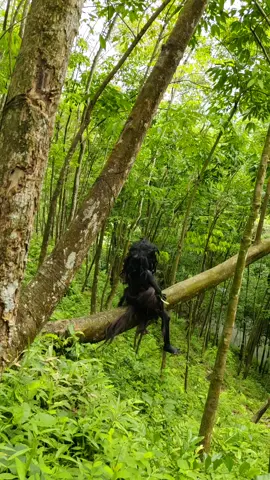 feel threatened because their habitat will be destroyed😢🌿🇮🇩#fyp #survival #nature #adventure #fypシ゚ 