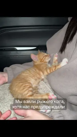 Делитесь своими котиками #cat #catslovers 