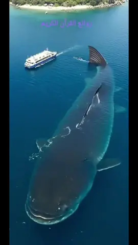 قال الله تعالى ولو ترى اذ وقفوا على النار ابداعات كونية #تأملات #عظمة #تلاوة_خاشعة 