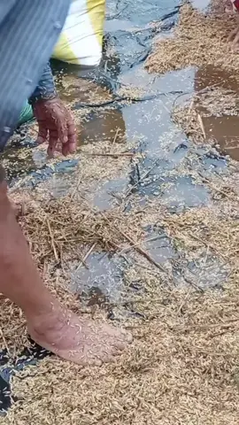 बर्ष दिन खाने खेति पानीले सबै बिजायो😥😥😥