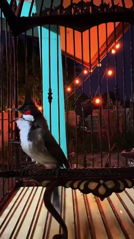 ออกกำลังกันหน่อย❤️‍🔥#นกกรงหัวจุกตะนาวศรี #นกกรงหัวจุกเพลงโซน #เพลงมาลูติน #เจ้าตรีเพชร #นกกรงหัวจุก 