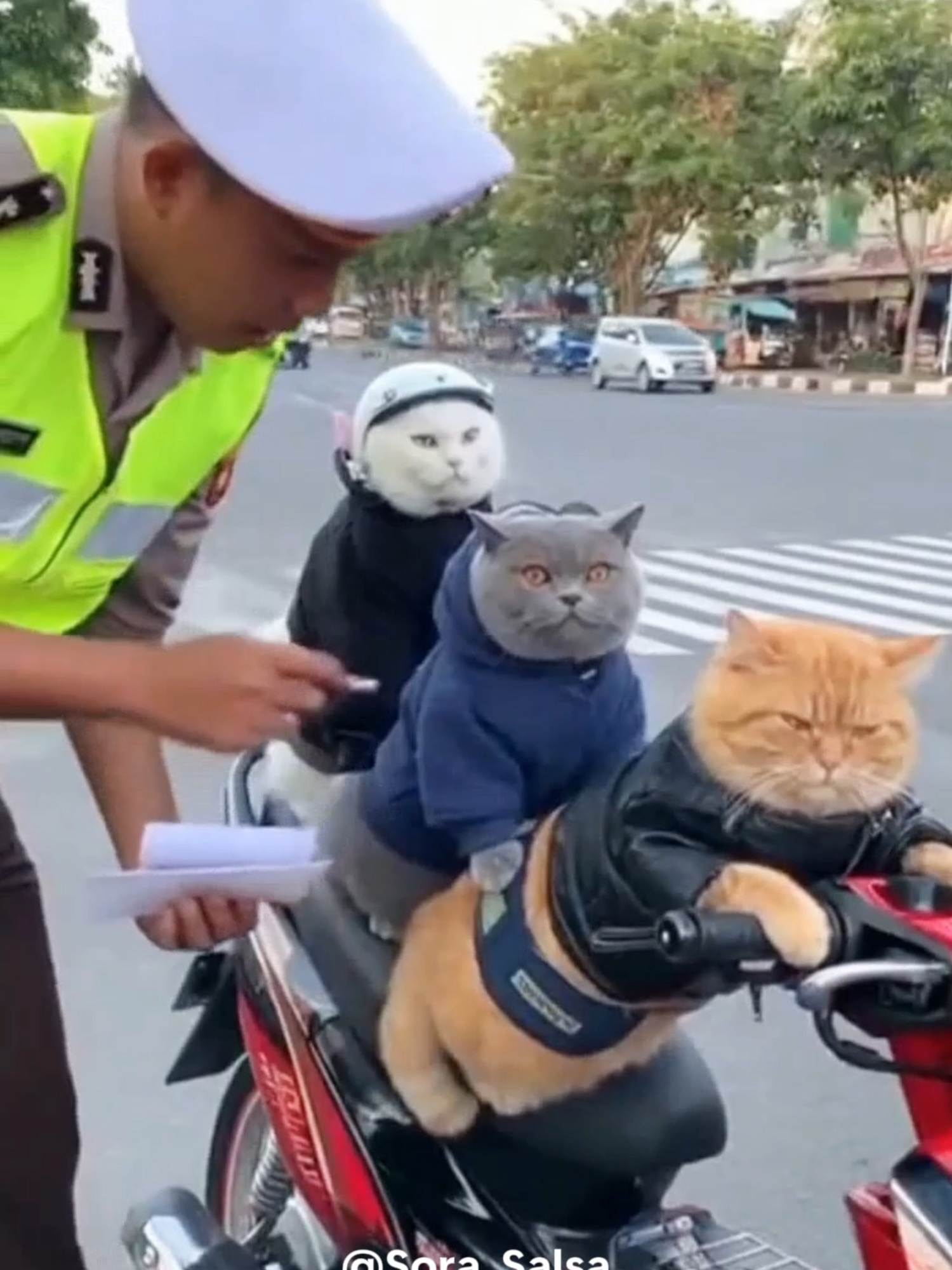 di Tilang polisi malah NGAKAK🤣🤣🤣 geli 😆  Bonceng 3 , oyen,abu,putih, 😸😹😹  #ai #kucinglucu #cat #sora #fypindonesia