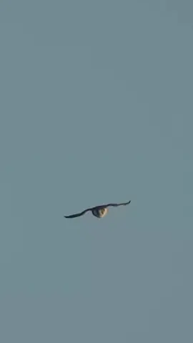 #foryou #foryoupage #unfrezzmyaccount 