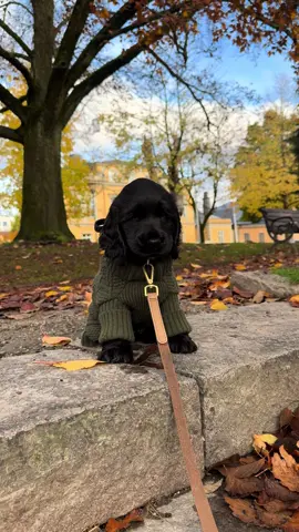 Får inte nog!!!🥺🥺  #dogtok #hundvalp #cockerspaniel #puppytok #viral 