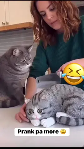 cat cake pranked very funnyy shortss😝😝😝😂😂😂🤣🤣🤣😛😛😛🤪🤪🤪….. #cat #funny #pranked #funnycat #catsoftiktok 