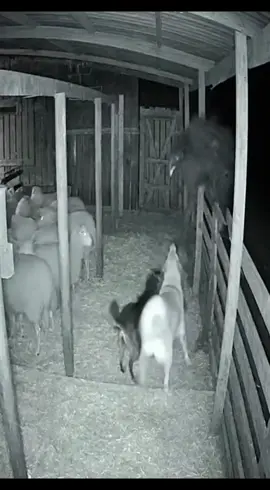 #are #scary #fy #cctv #skinwalker What is this strange creature? 