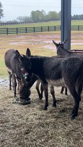 The donkeys are all doing well! We coaxed them out of the rain with dinner. They’re trying to be brave and curious to make friends with us. Stewart definitely wants to be friends with the donkeys over the fence! Healing happens here. Thank you all for being a part of their journey❤️ All donations are tax deductible and we are dependent on private donations.  Venmo hastys_haven Cash app https://cash.app/$Dirtyduring PayPal https://www.paypal.me/ #hastyshaven #babydonkey #donkeysoftiktok #rescue #healinghappenshere 