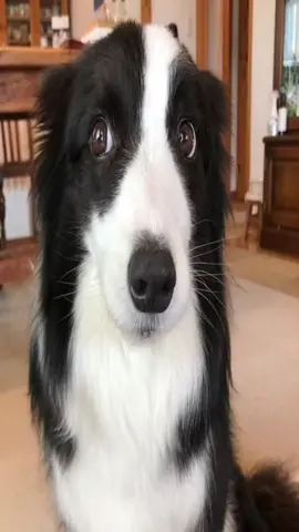 #bordercollie#bordercollies 