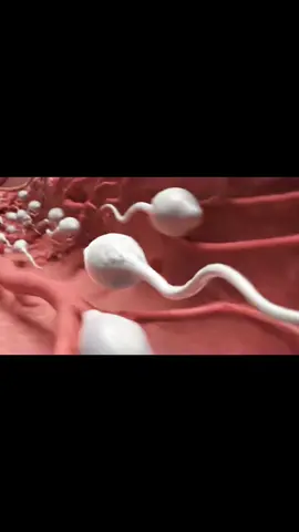 Twins baby inside view in mother #anatomy #viral #healthylifestyle #human #fyp 