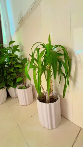 #CapCut #هةولير_سليمانى_دهوك_كةركوك_رانية_زاخو ##هةولير_سليمانى_دهوك_كةركوك_رانية_زاخو🥺👍 