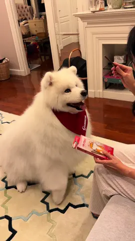 เรื่องคาใจที่อยากถามหมีๆ🐻‍❄️🐻‍❄️ #hajiko #ฮาจิโกะ #ขนมสุนัข #อร่อยไม่อั้นเป็นรางวัลทุกเอเนอร์จี้ 