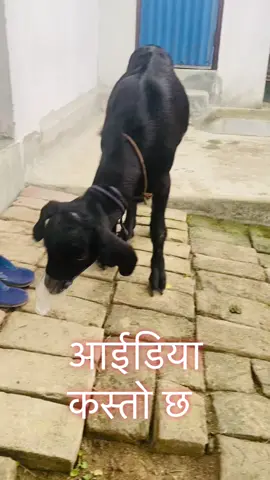 #creatorsearchinsights #kafleganesh13 #jhapalimuser #foryourpage #chandragadhi 