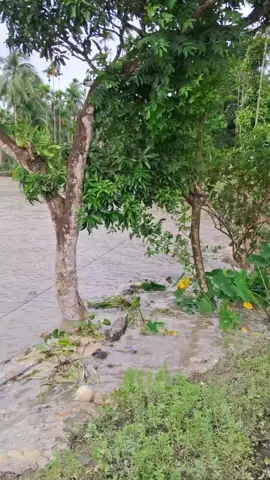 ôi nước lũ dâng cao 