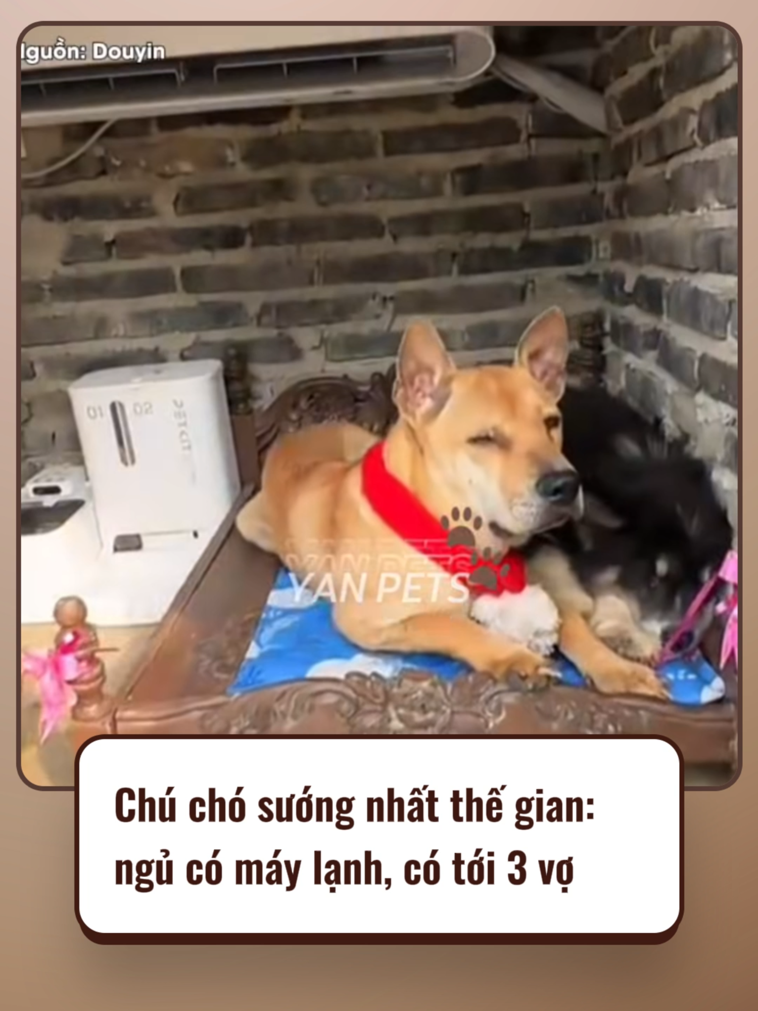 Boss được chăm như trứng #cuoihahaha #yanpets #xuhuong #viral #fyp #pet #dog