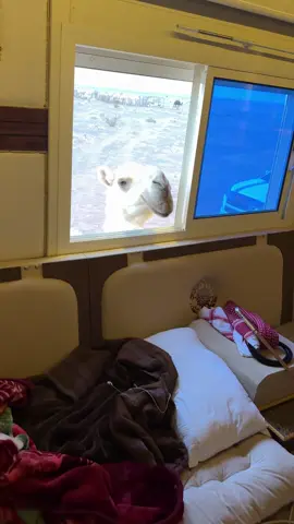 #عبدالله_الشاماني #مشاءالله_تبارك_الله_اذكروالله #الزاحميات  #الوافيه #حرب 