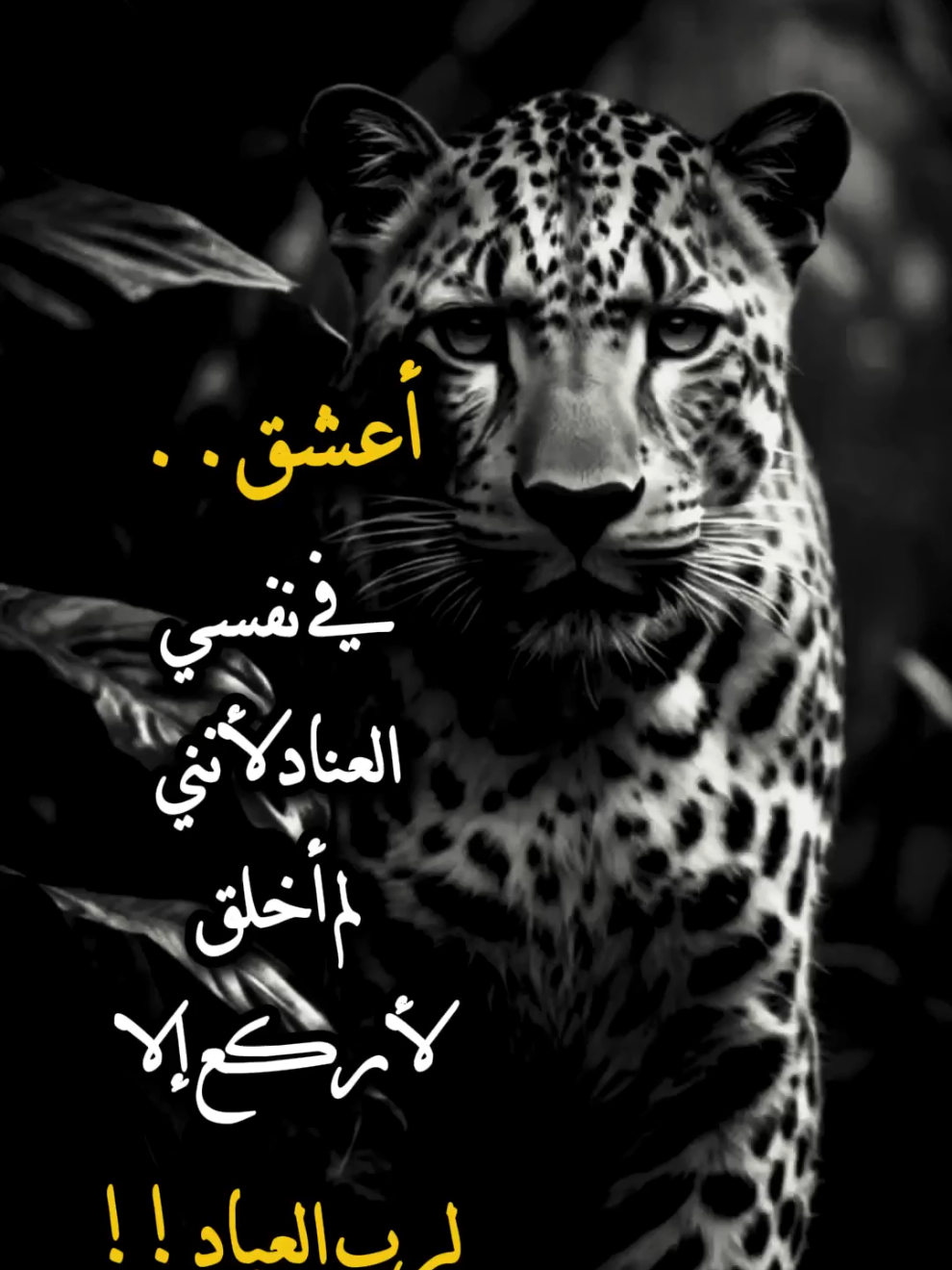 شخصيتي والعناد #شخصيتي___غامضة___لا___يفهمها___احد #اقتباسات_عبارات_خواطر #عبارات #خواطر #اعادة_النشر🔃 