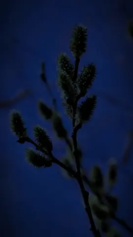 agmed adem#eslamik_video🤲🏽🤲🏽🕋🤲🏽🕋🕋🤲🏽 #ehiopiantiktok🇪🇹🇪🇹🇪🇹🇪🇹 #viraltiktok #fyppppppppppppppppppppppp #foryoupage 