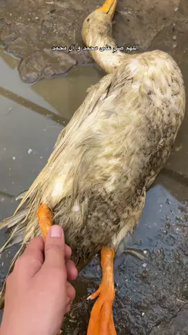 هناك روح غابت عنِي . 10/30 ❤️‍🩹🪿 #ام_البشات #شهد_البياتيه #احب_بشاتي #fyp #fypp 