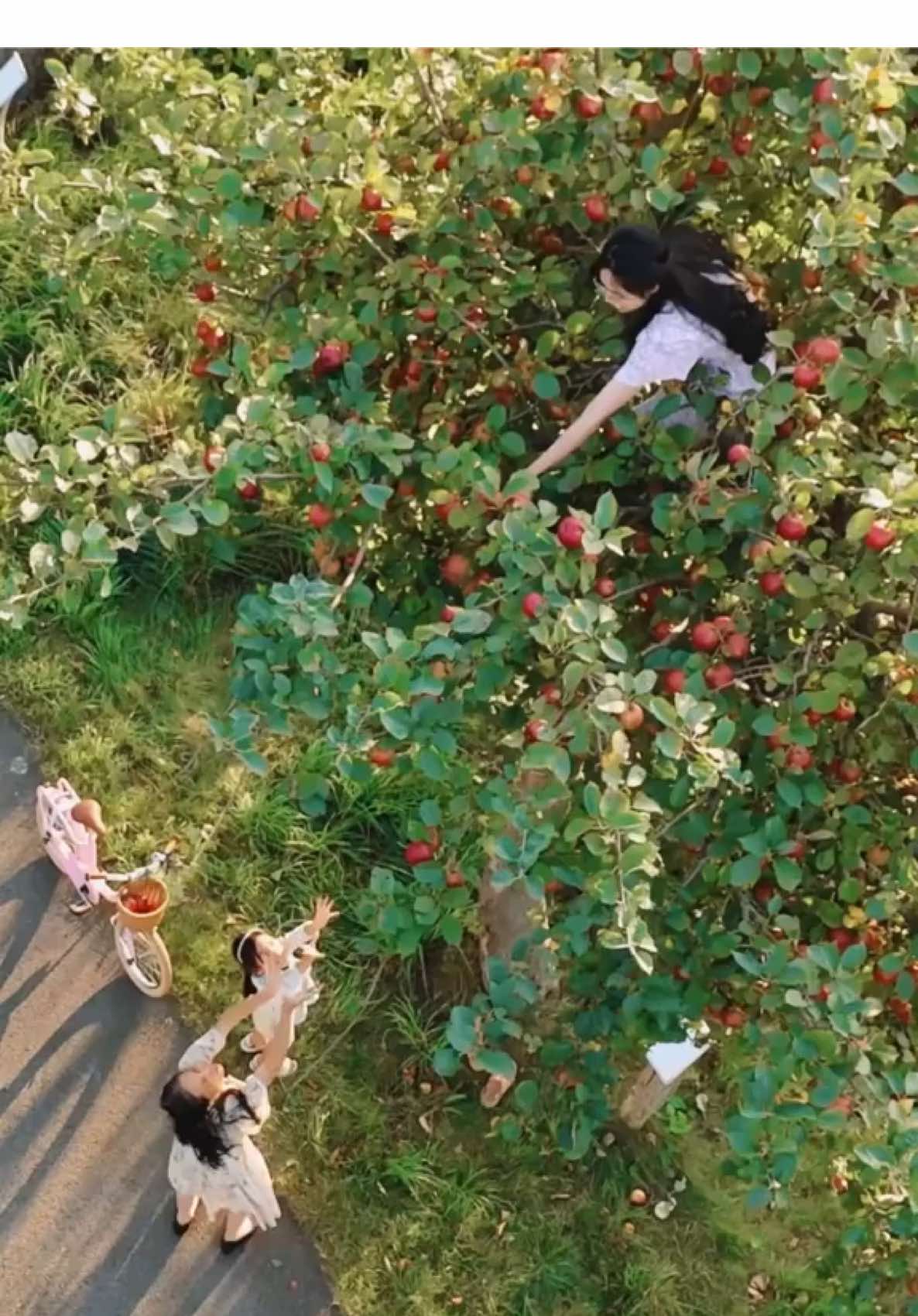 Apples 🍎🌿🍏#countryside 