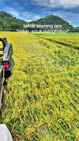 Laki laki bekerja seumur hidupnya#yanmaraw70v #dcx100🚀 #kubotadc70plus #katakata #pinrang 