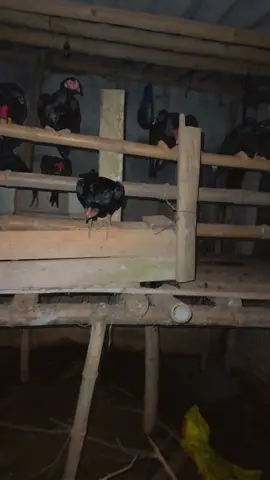 Tối ae vào xem vần gà chấm gà nhé😊