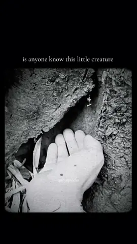 Acc_F_SAL£💯✅. @Graxitor Official  Creature name????? #creature #name #pokemon #pikachu #viral 