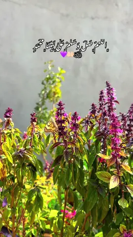 ﮼اللّهمّ﮼صَلَ﮼وَسَلَمْ﮼عَلَىٰ﮼نَبِيَنَا﮼مُحَمّدٍ ﷺ🤲🏻💙 #actives #الهم_صلي_على_محمد_وأل_محمد #fypシ #mahok♍️💙 #foryoupage 