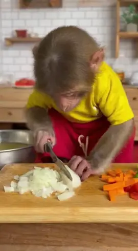 Wow smart monkey and lovely